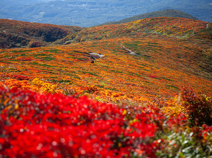 栗駒山の紅葉　神の絨毯